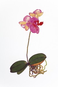 Orchid