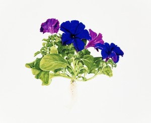 Petunias